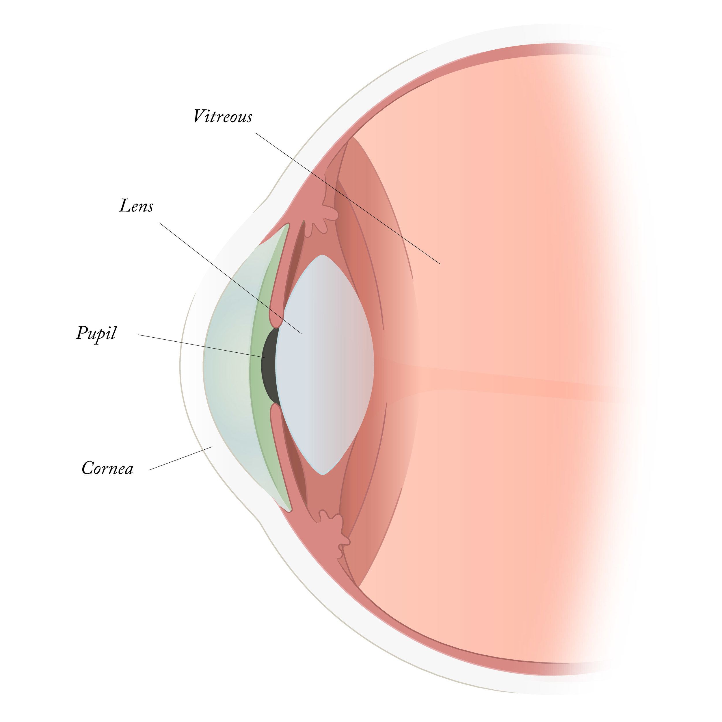 cornea-iris-pupil-vitreous.jpg