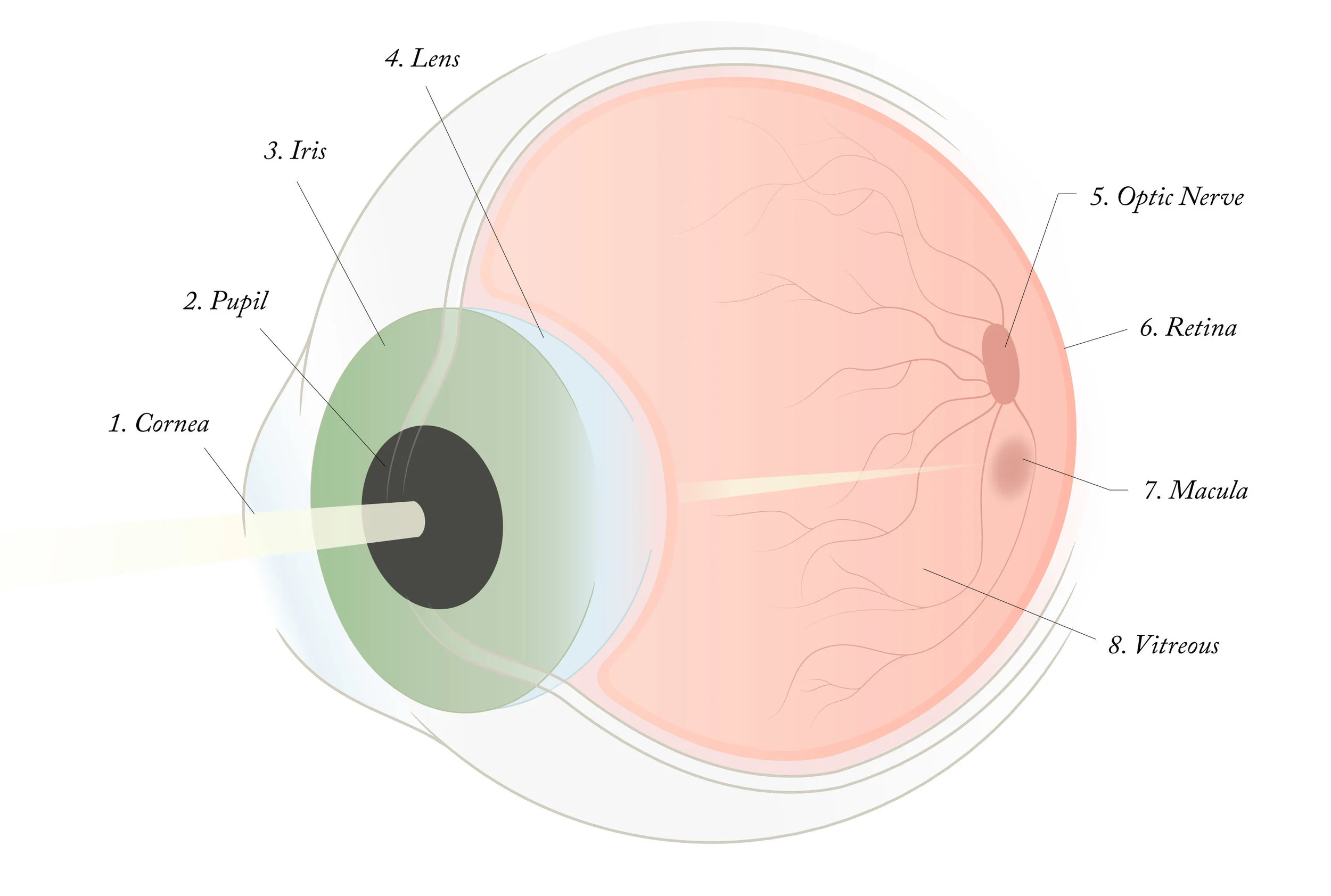 Blindness-Illustrations_07.png
