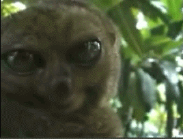 OZim.gif