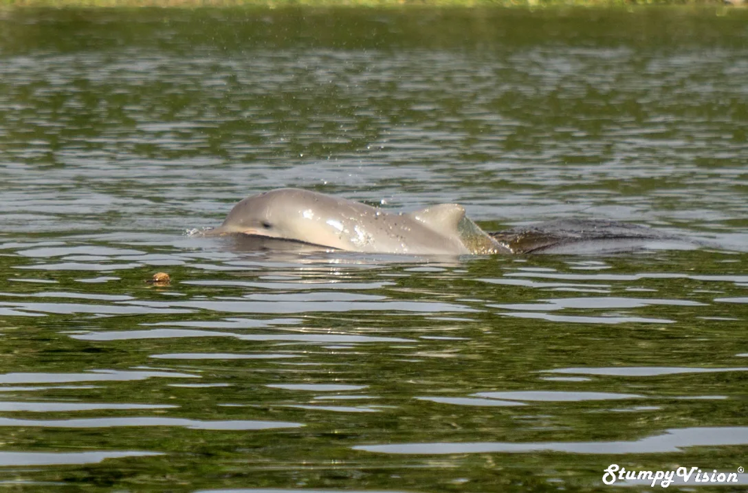 Pink Dolphins Puerto Narino Leticia Amazon Colombia Travel Blog 11.jpg