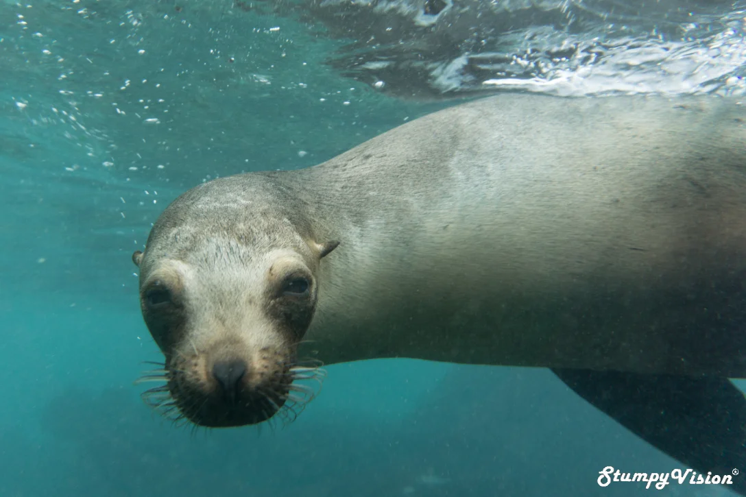 It's not hard to imagine why Sea Lions are labelled the puppy dog of the ocean.