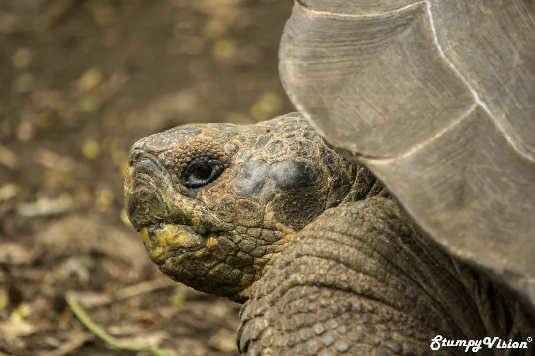 Galapagos Ecuador Surf Blog Stumpy Vision Tortoise.jpg