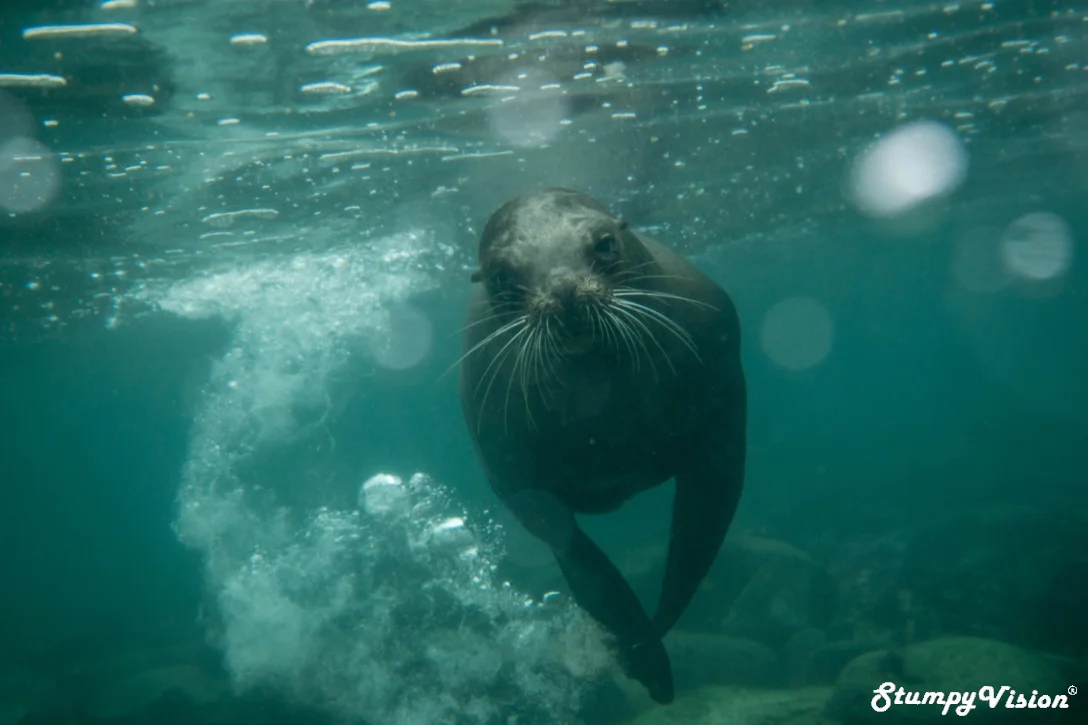 Um so this is like the most onimous looking seal I have ever seen, gulp.