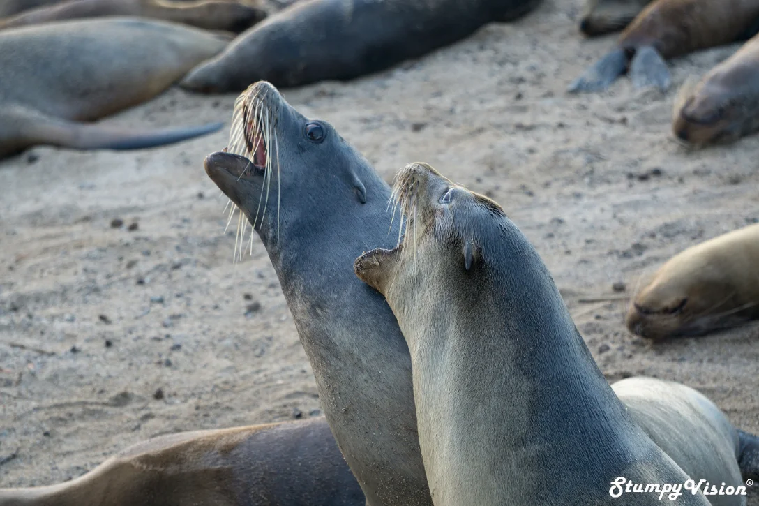Sure they look cute but you invade their personal space and they are as aggressive as hell.