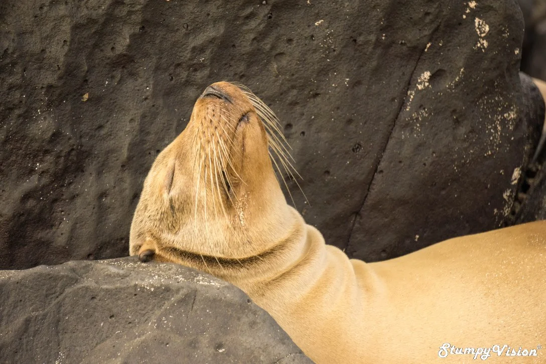 The sea lion life.