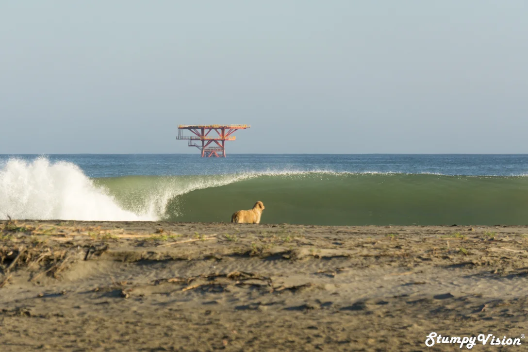 Man’s best friend…… and dogs are pretty cool too!