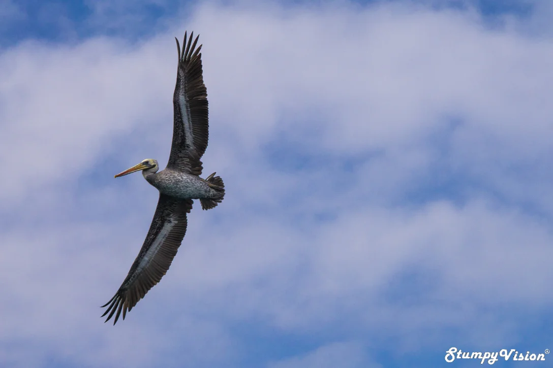 Chile Teahupoʻo Surf Blog 18 Pelican.jpg
