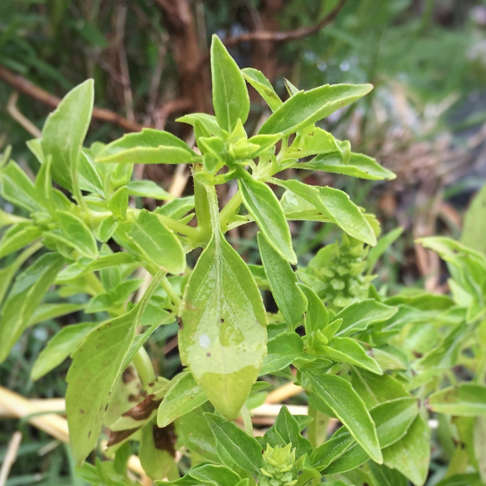 Basil. (I pronounce it Britishly, as Bazzle. And if you say bay-sill, you're doing it wrong, IMO.