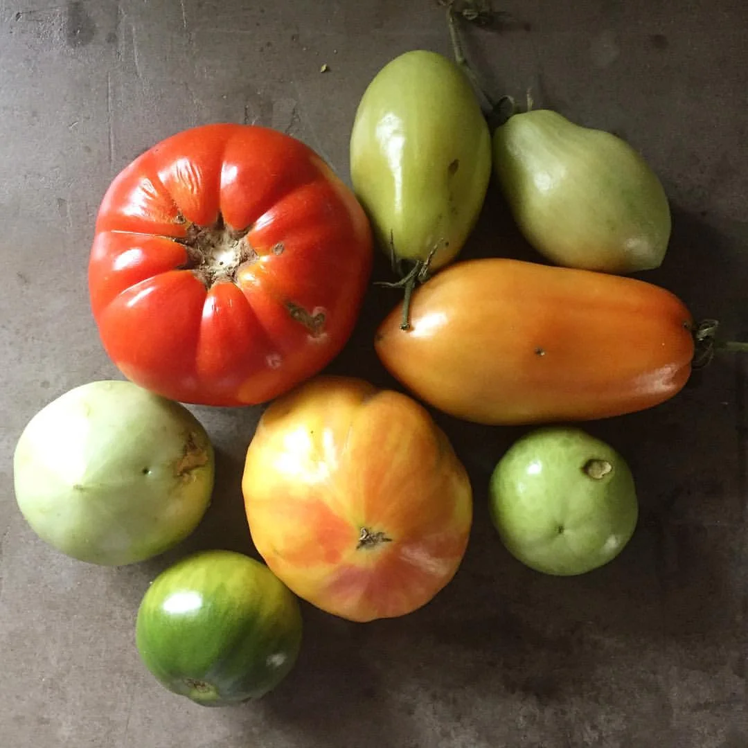 My garden has been so wimpy, I had to pick the few green tomatoes we did get because they wouldn't ripen. That led to the happy occurrence of watching them ripen on the kitchen counter.