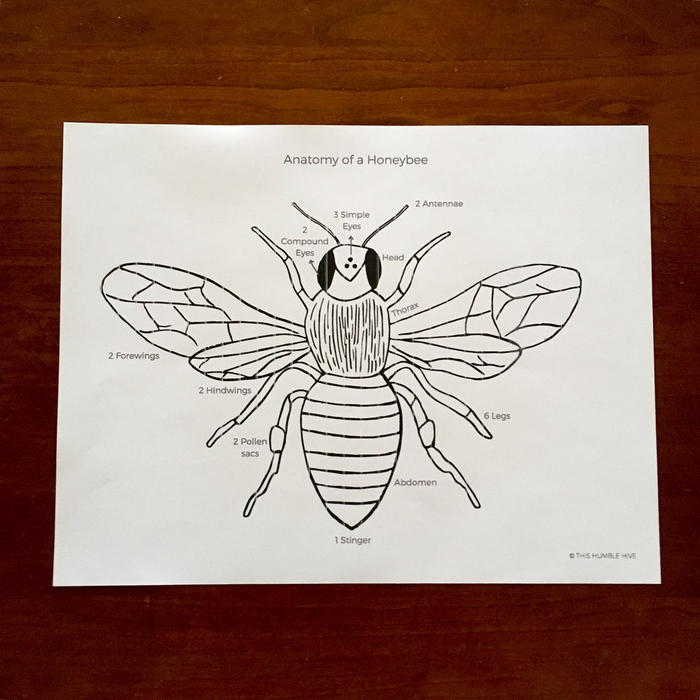 Free Printables For Honeybee Unit Study This Humble Hive