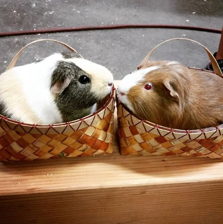 Woven Birch Bark Basketry Class