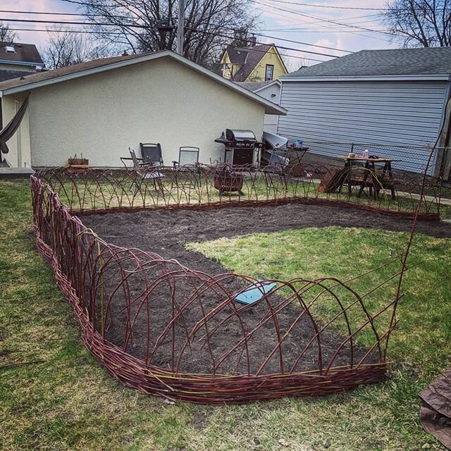 Wattle woven! Harvested a bunch (always more than you think) of dogwood, trimmed and graded, then drove the spokes in deep....three rod wale, double up the spokes and then kinda randomly hooped over every fourth grouping?  About 40ft total length of 