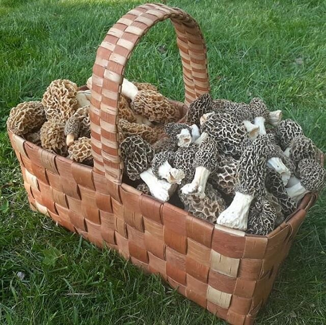 Not my mushroom score! BUT I made the basket, sold to an expert mycologist a few years ago and it couldn't be better used!
#nofilter #morels #jealous