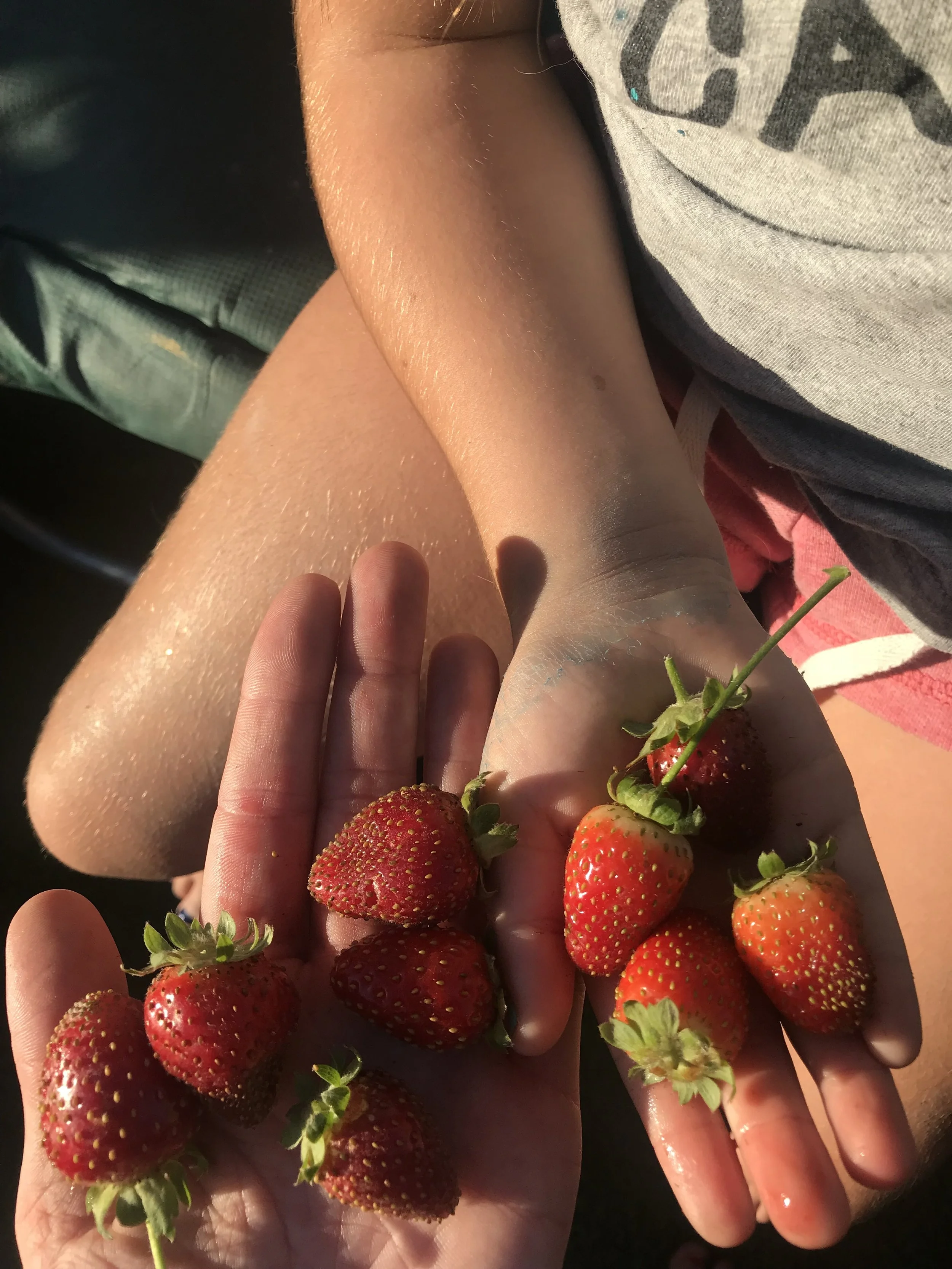 Strawberry Harvest