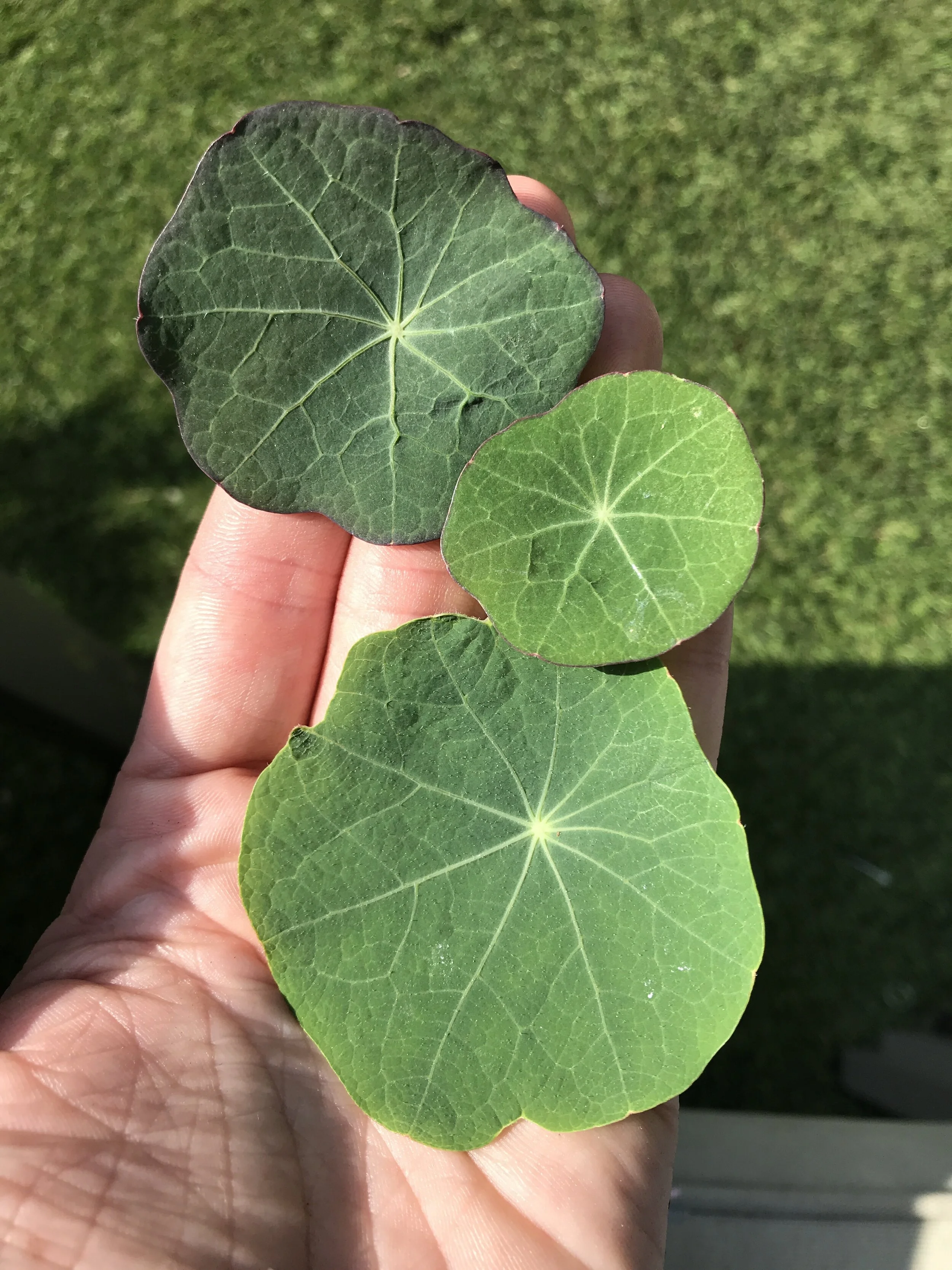 Nasturtium Leaves