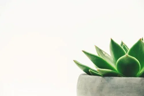 Switch the products in your bathroom from ones that have the above ingredients with natural and plant based products.