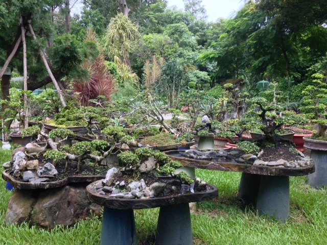  bonsai trees at the Saigon Botanical Gardens 