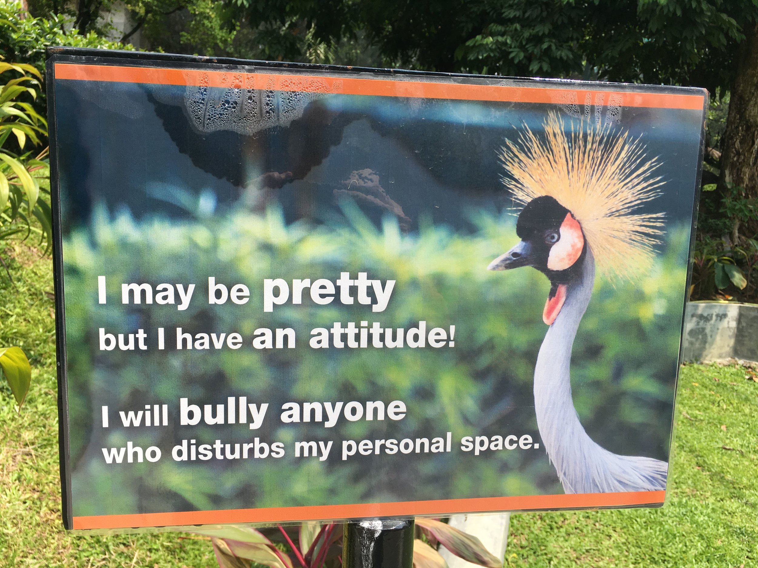  watch out for grumpy birds! 