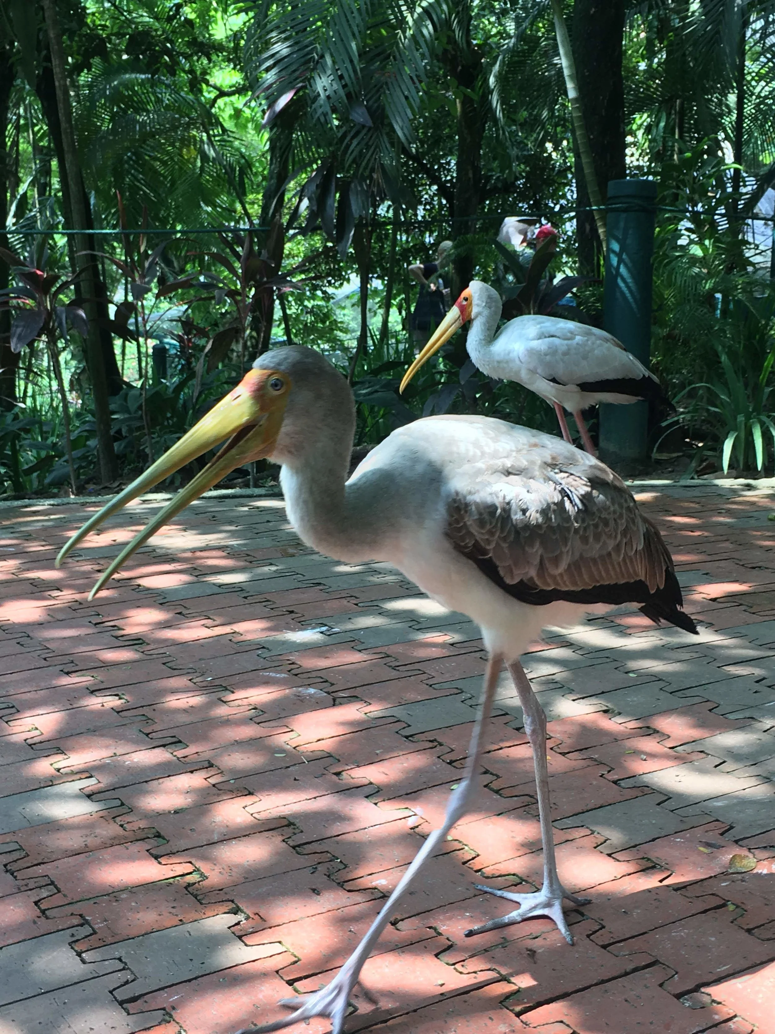  wild cranes at KL Bird Park, Malaysia 