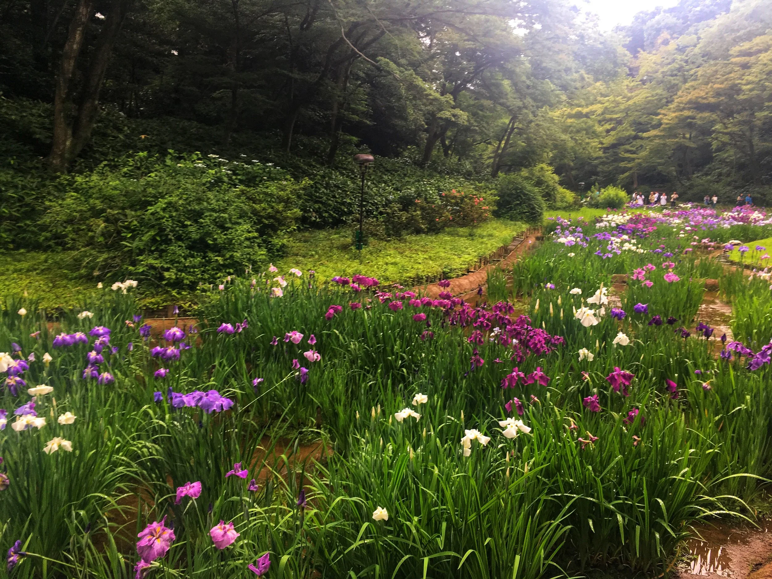  beautiful Inner Gardens at the Meiji Shrine in Shibuya, Tokyo, Japan 