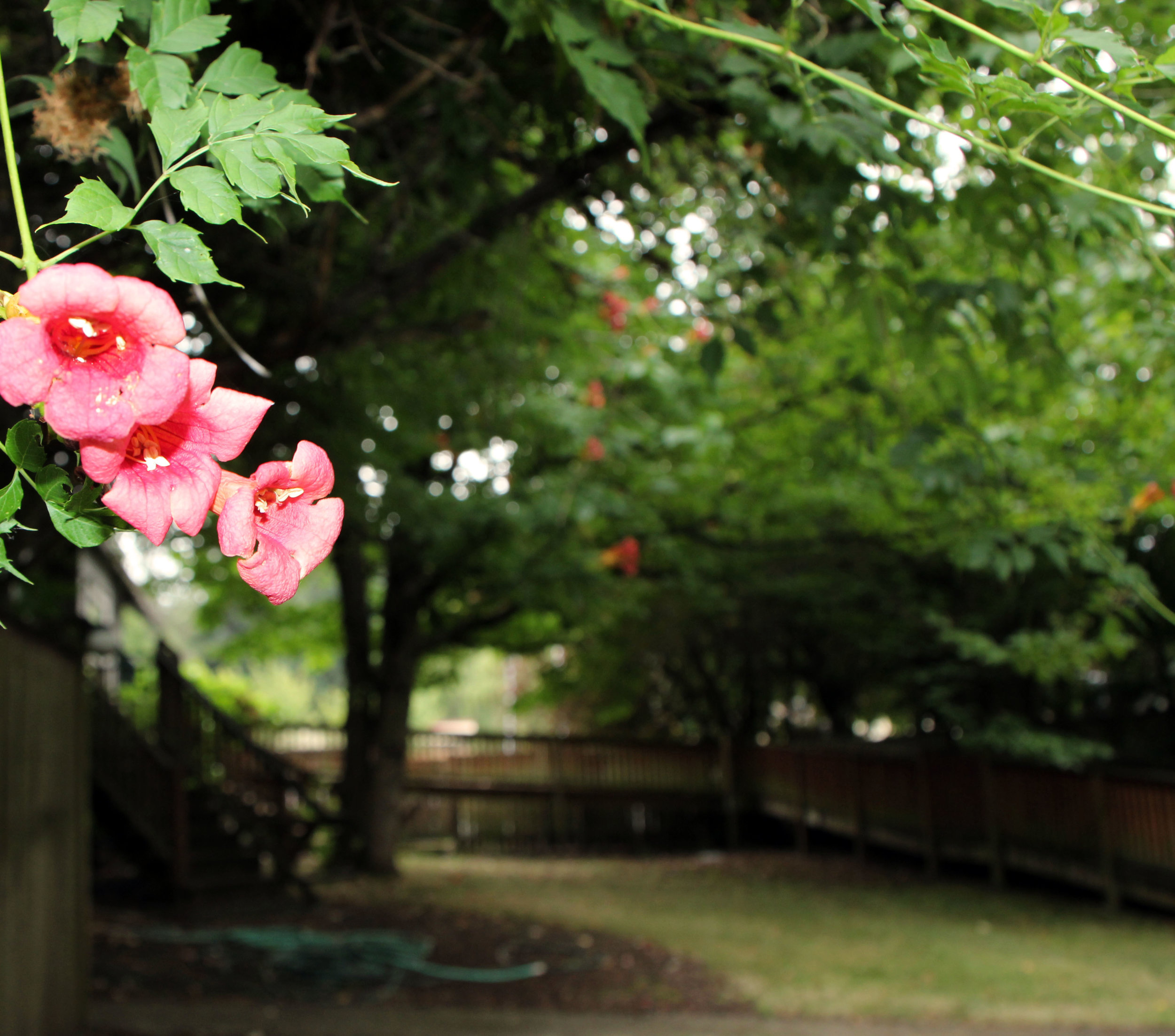 backyard.jpg