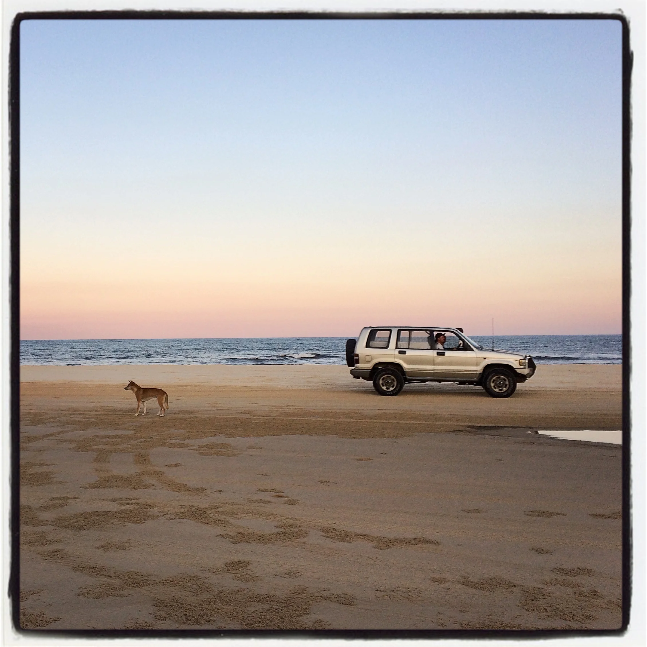 Dingo on 75 Mile Beach