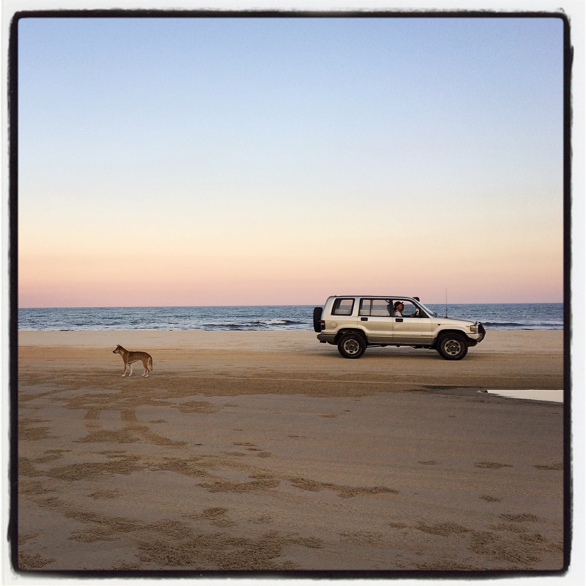 Dingo on Fraser
