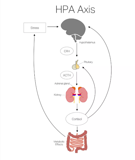 The HPA Axis