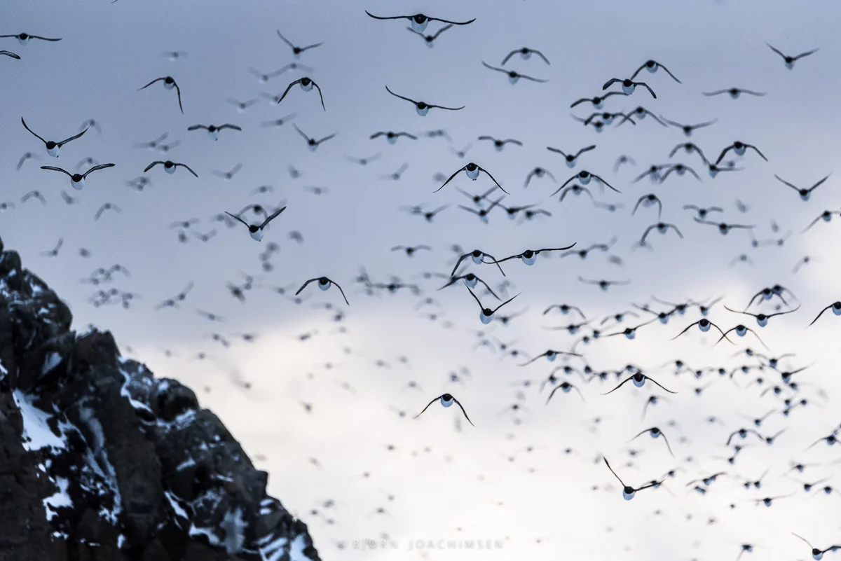 Fotoworkshop på Hornøya 2019. ©Bjørn Joachimsen.