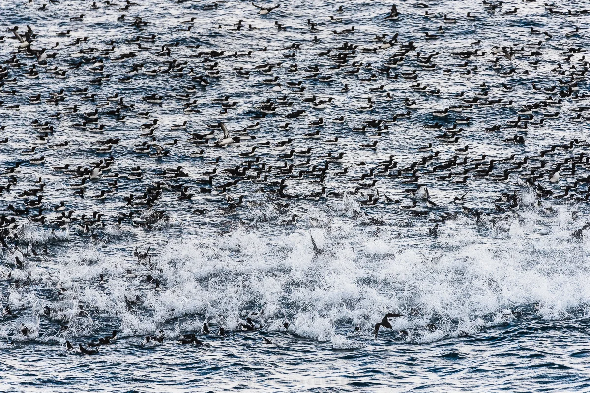 Fotoworkshop på Hornøya 2019. ©Bjørn Joachimsen.
