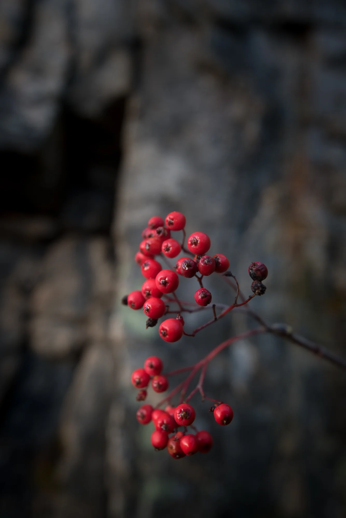 Sandøya-DSC_0007.jpg