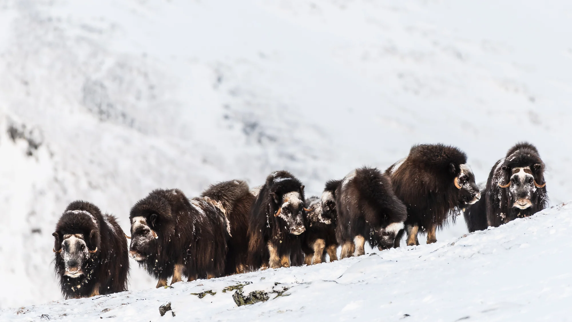 Musks at Dovre. ©Bjørn Joachimsen.