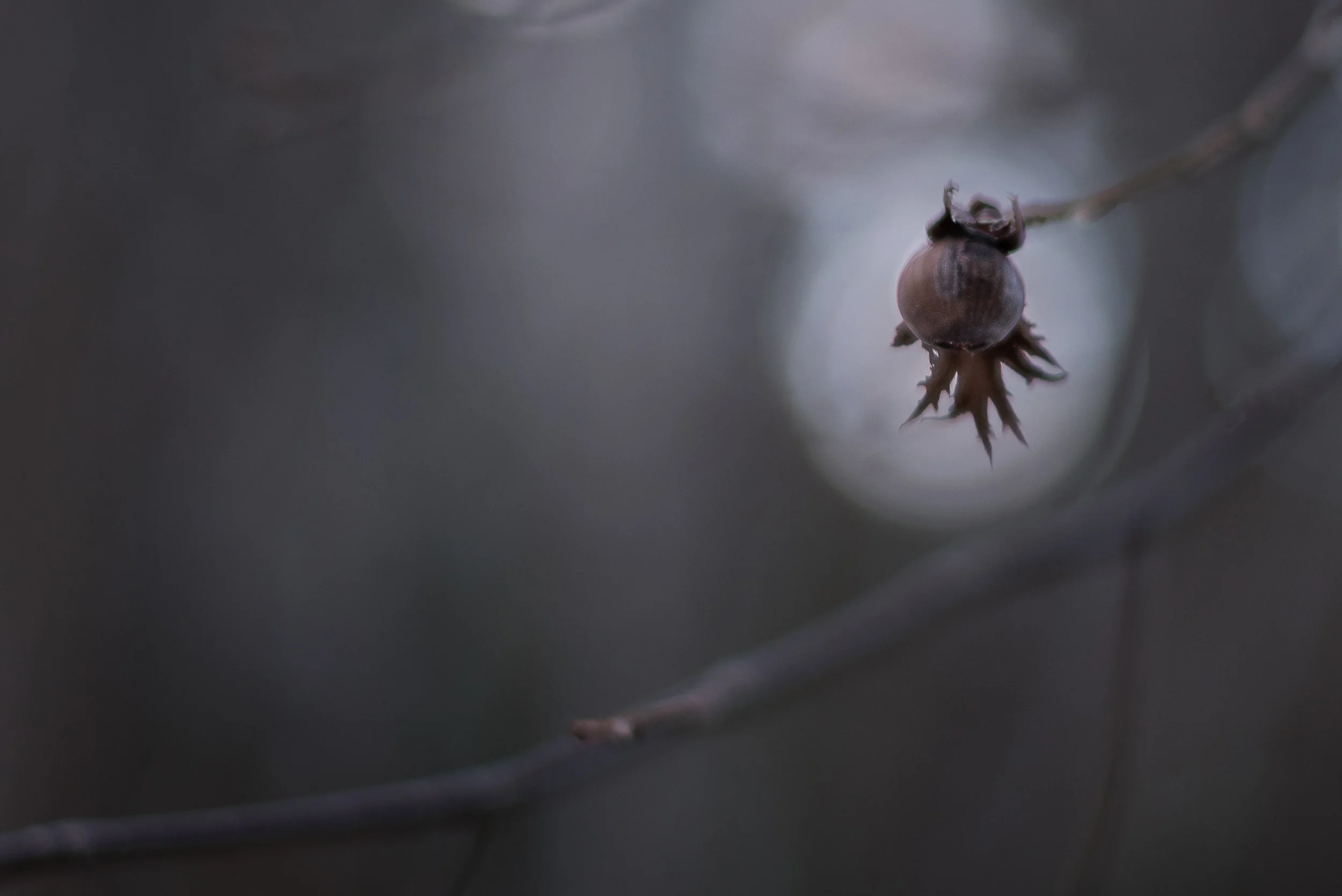 Naturfotokurs i Fredrikstad/Hvaler. Lær å se detaljene i naturen og fang dem med kamera. ©Bjørn Joachimsen.