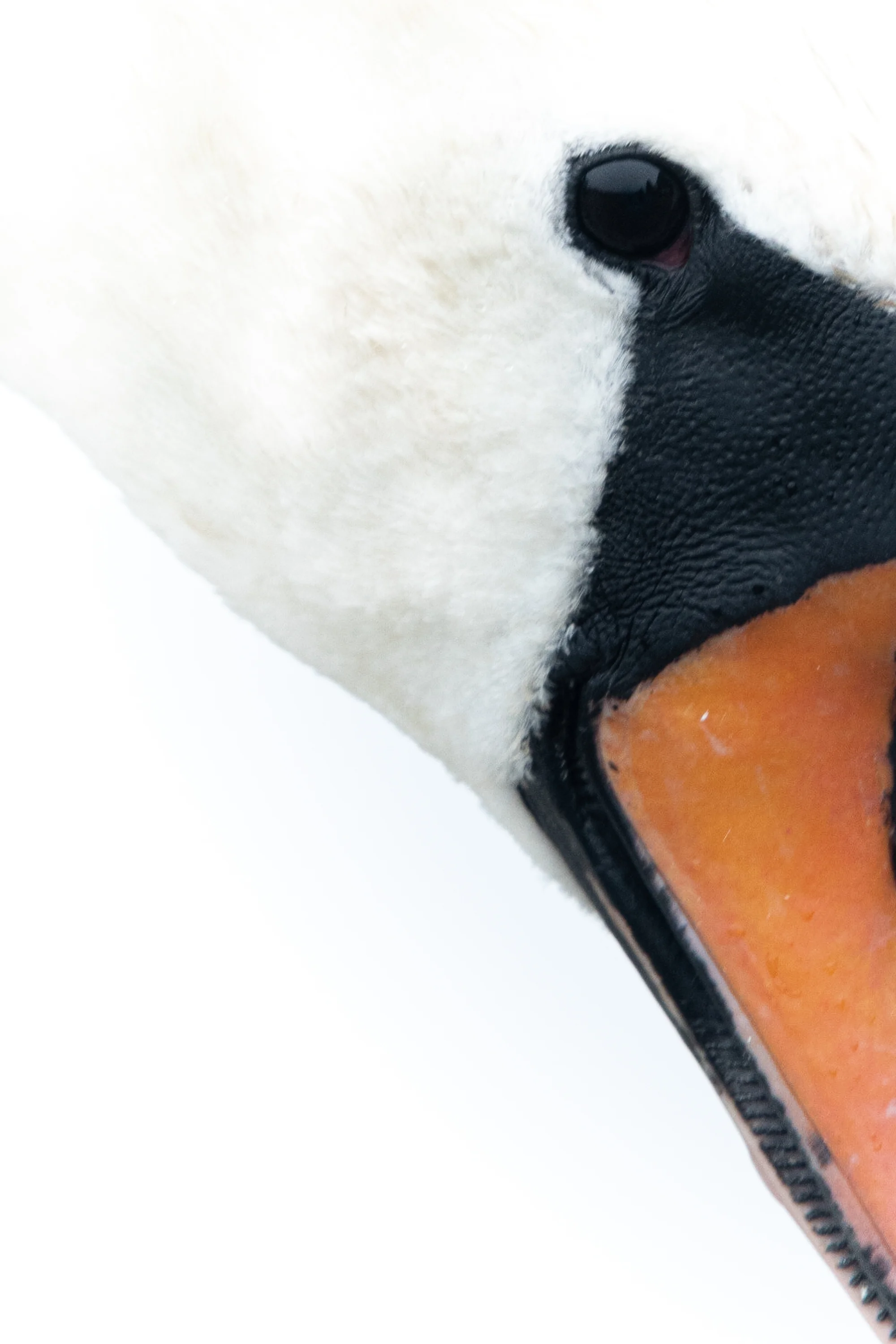 Svane i Bugårdsparken-_DSC0919-©Bjørn Joachimsen.jpg