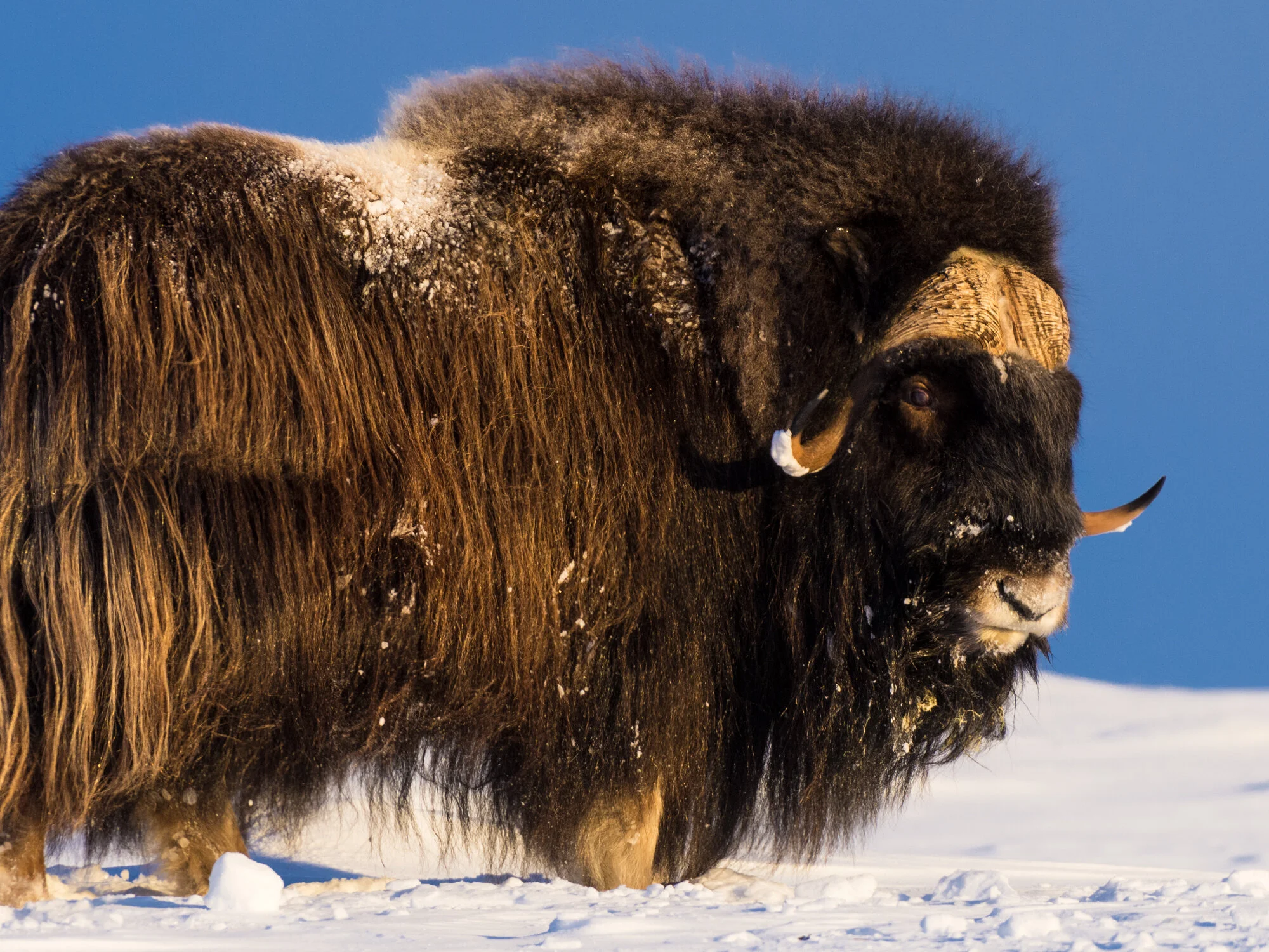 Bli med å fotografere moskus på Dovre. ©Bjørn Joachimsen.