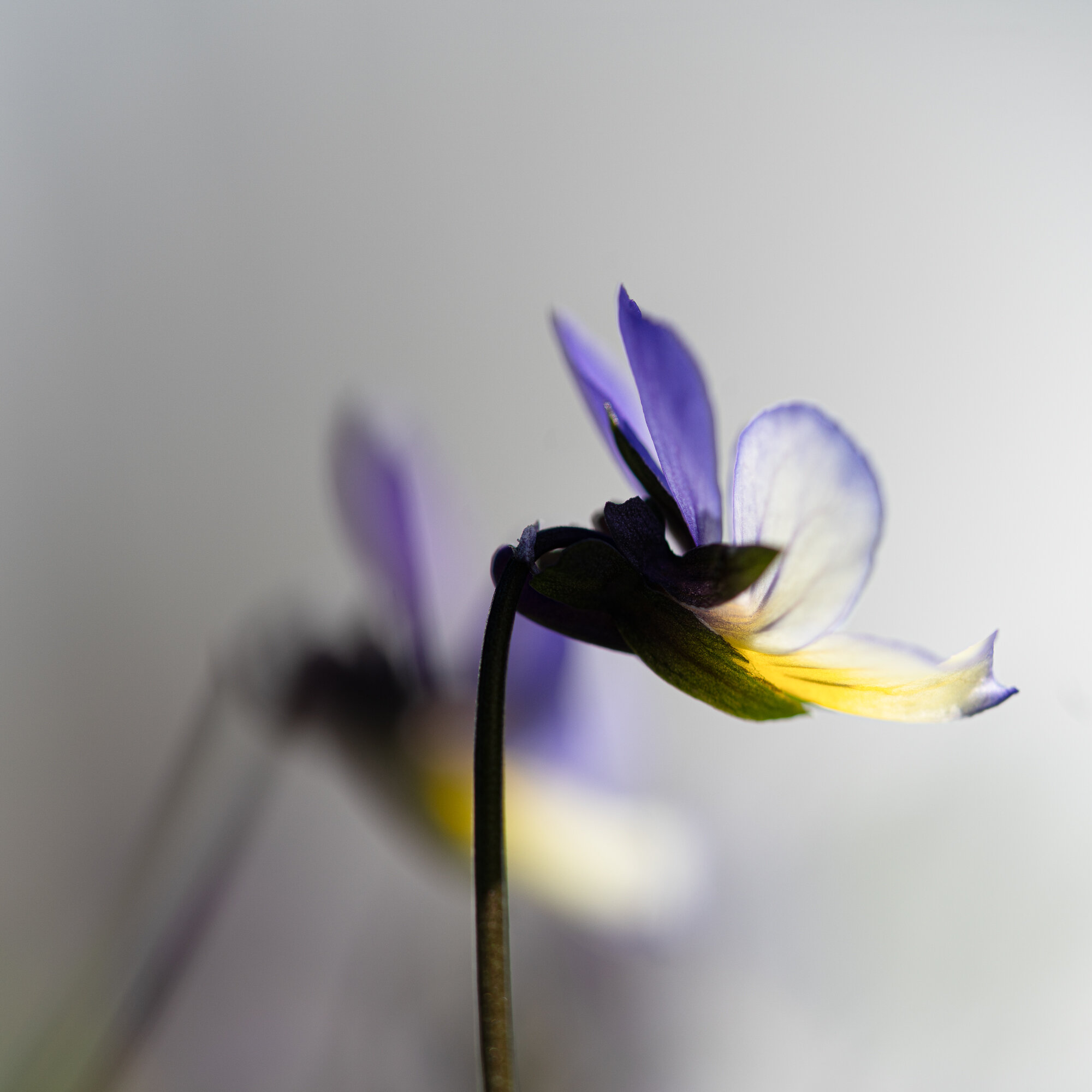 Flower, Nøtterøy-.jpg