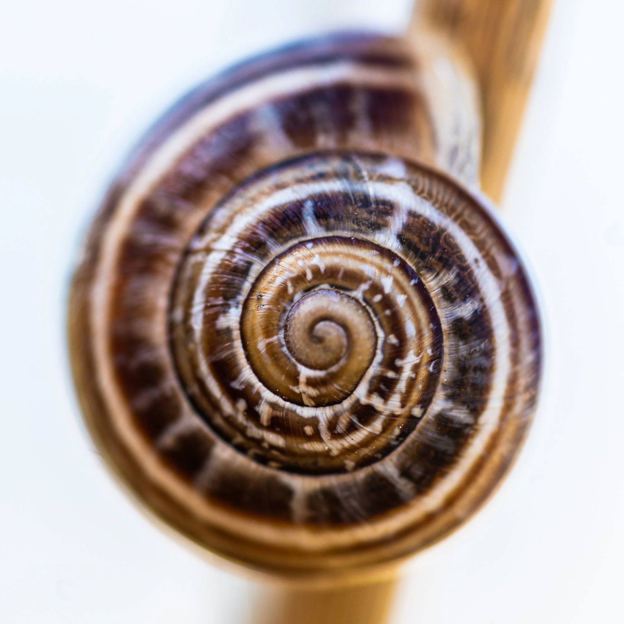 Workshop i macrofotografering [Vestfold]