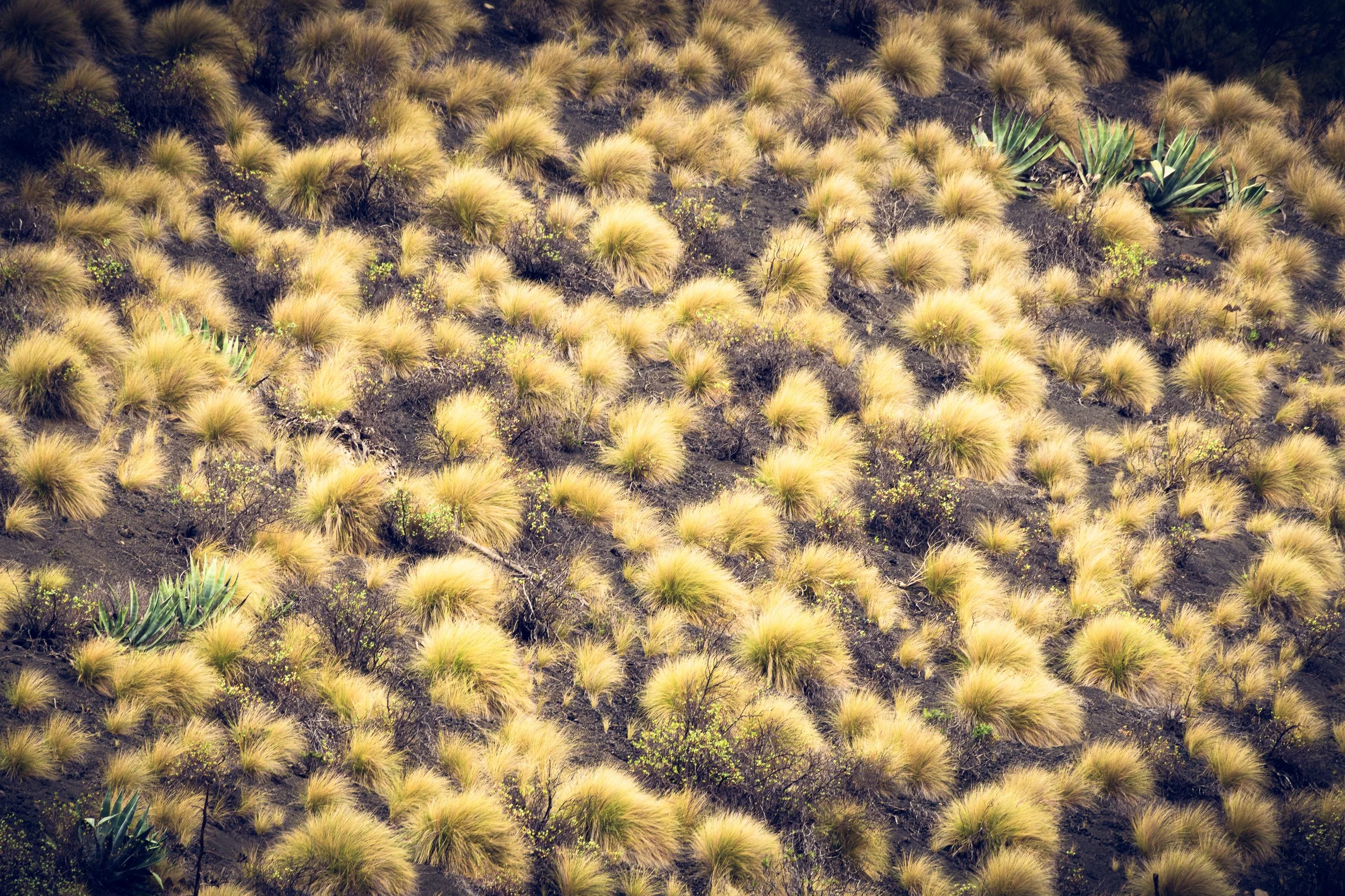 Bandama Caldera | Gran Canaria | Spain-_IMG8315-©Bjørn Joachimsen.jpg