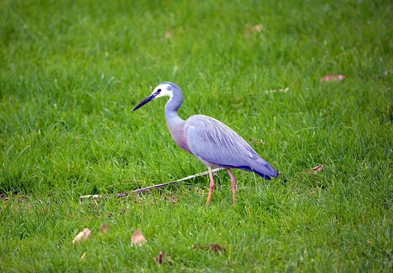 Another blue beauty.