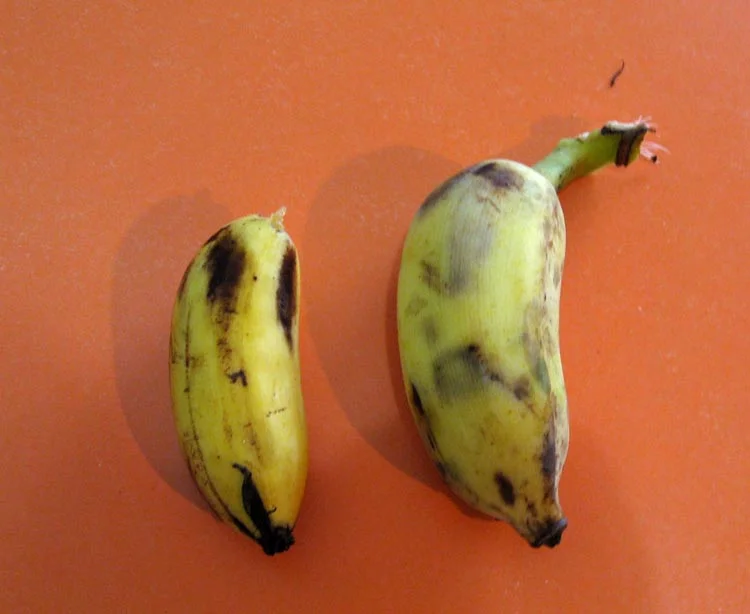 ...but this variety is actually much smaller than the "mini" variety.