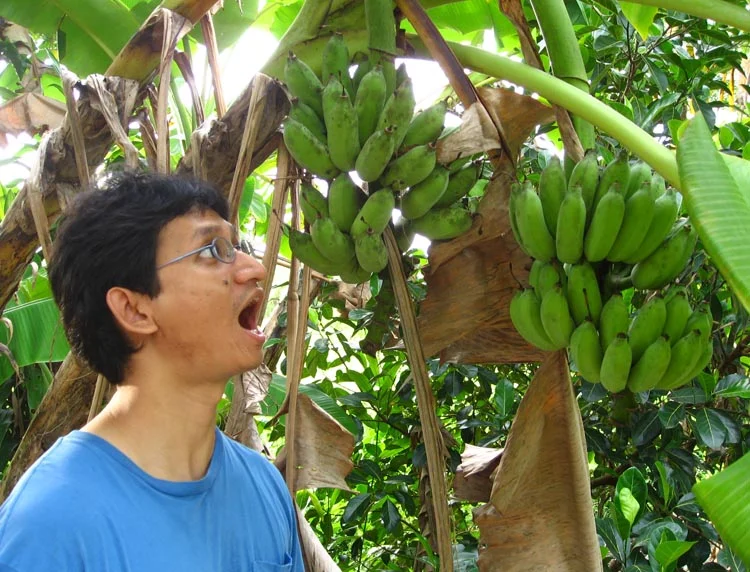 Several hands of bananas growing on a tree next to the store.