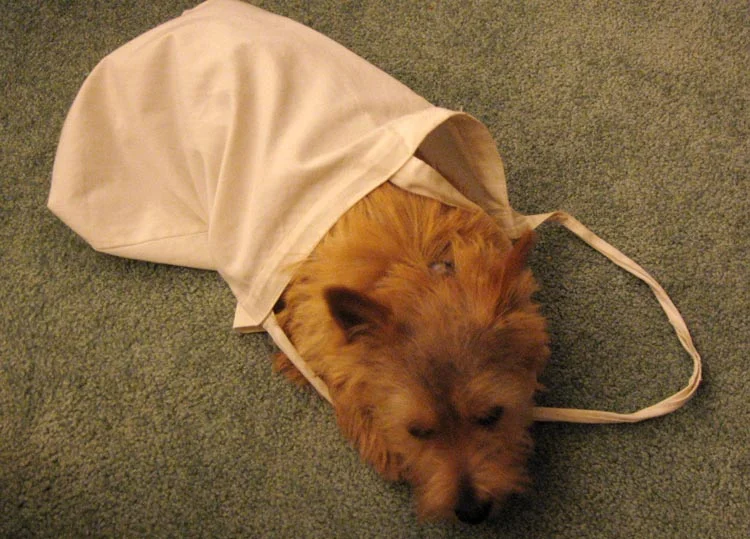 A pup sac.