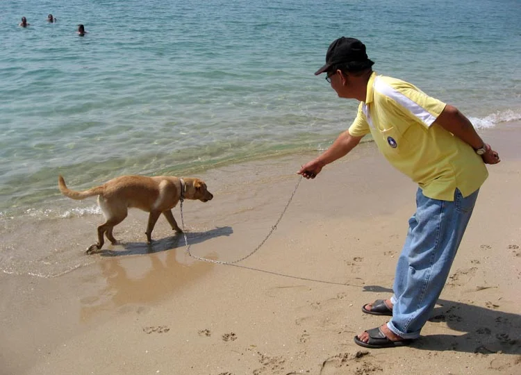 Marouy dabbles in ocean water for the first time.