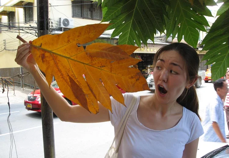 Giant leaf from a Giant Leaf Tree on the side of the road.