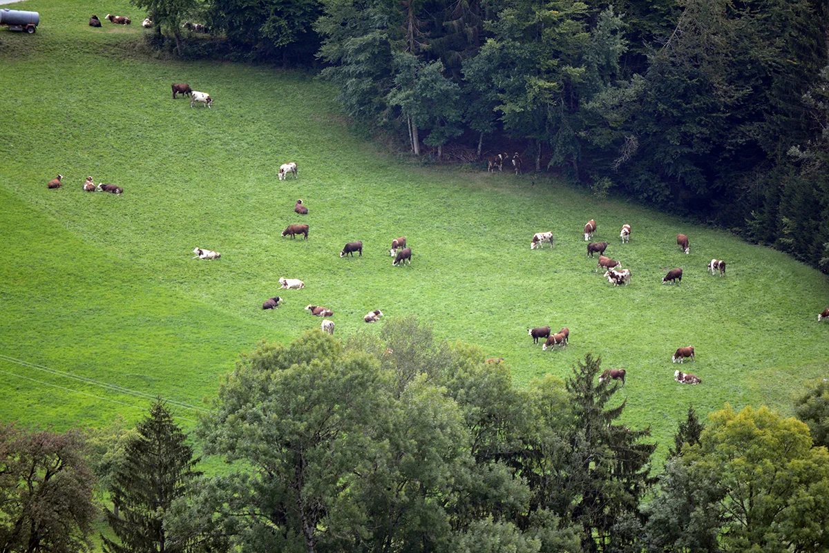 More cows!