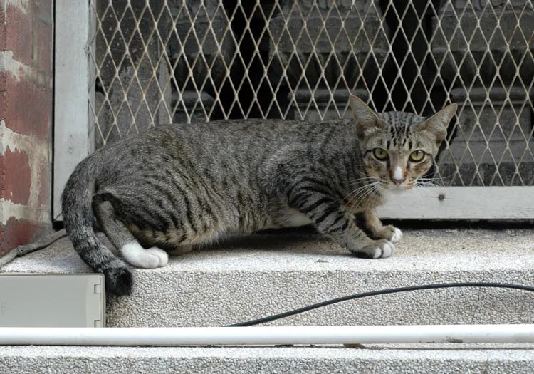 A church cat. The Christian equivalent of all of Thailand's temple dogs?