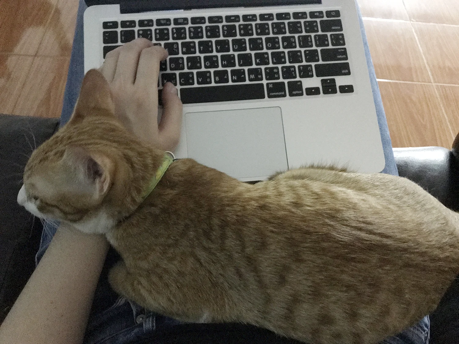 Ngoen has a hand fetish. He'll come rest on your hand, no matter what you're doing.