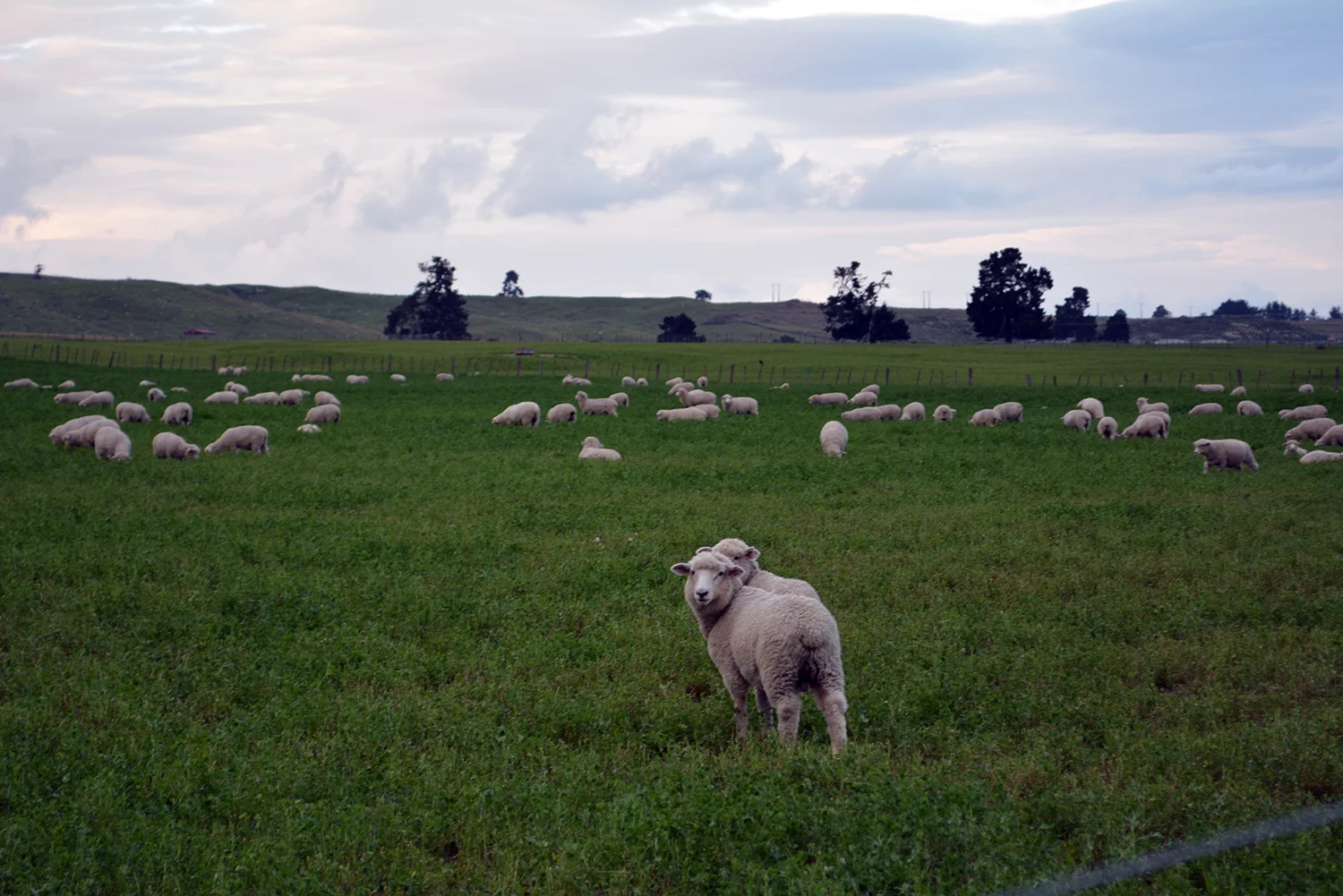 We go sheep spotting instead. "Yes, can we help you?"