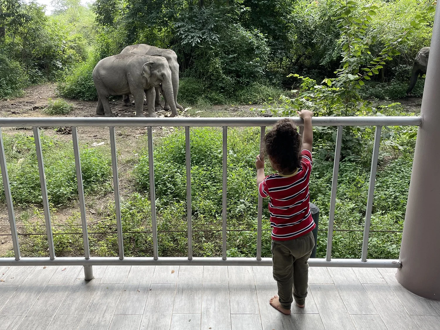 Oh, now Arlo sees the elephants.