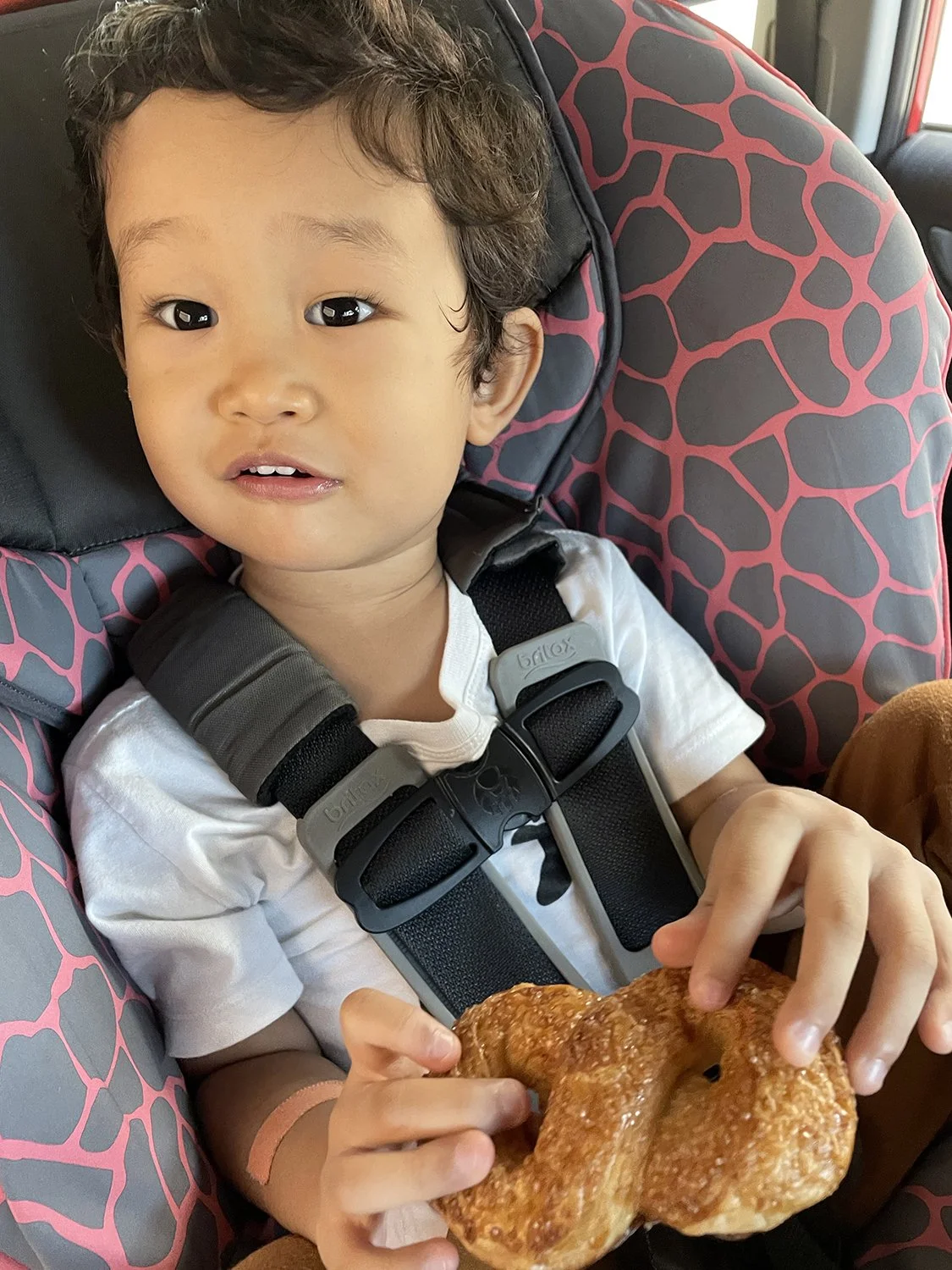 Enjoying his "mini-croissant" during the car ride home.